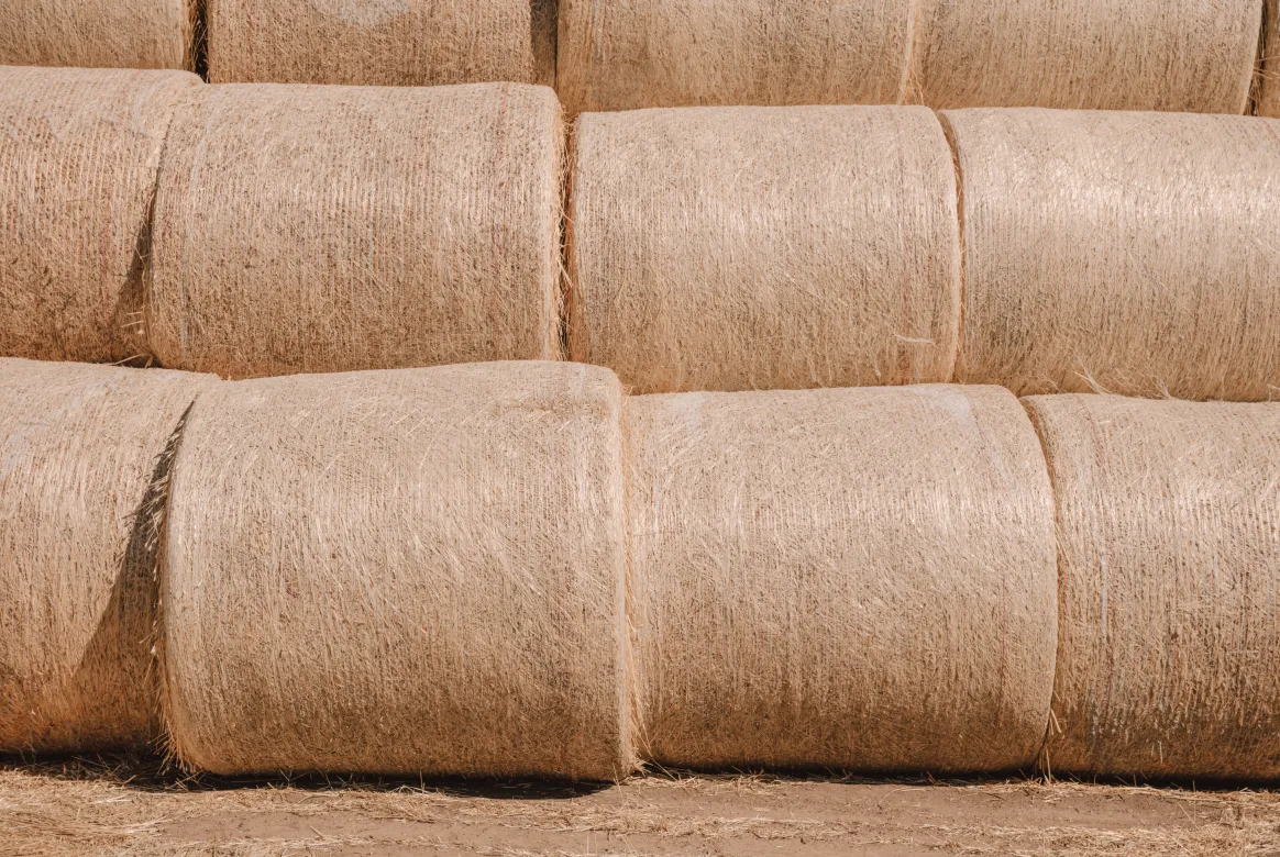 Autumn 2026 Raw Cashmere Market Update: Stable Yields Drive Demand for Certified Long-Staple Fiber